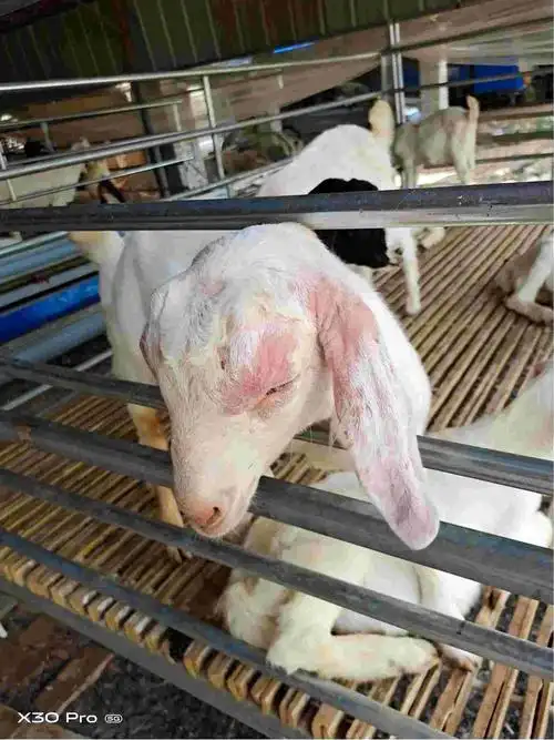 你好山羊耳朵耳根部和眼睛一圈有癣怎么治疗谢谢