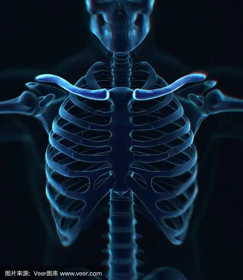 锁骨x光.人体解剖学骨骼系统,躯干,肋骨.