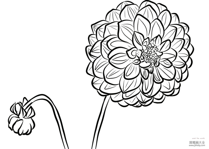 大丽花简笔画图片