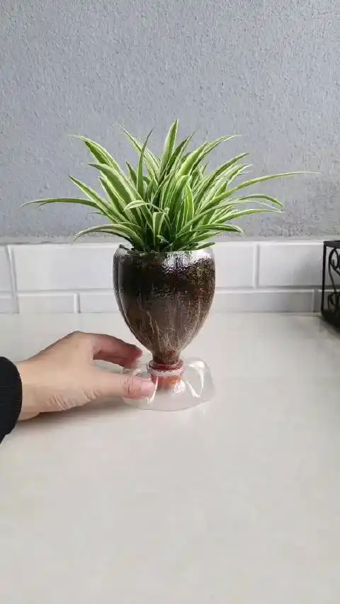 知识匠的微博视频