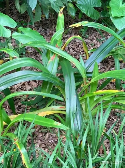 短穗鱼尾葵23.桑科榕属 白色乳汁 侧脉超级多 叶尖尾状尖 垂叶榕22.