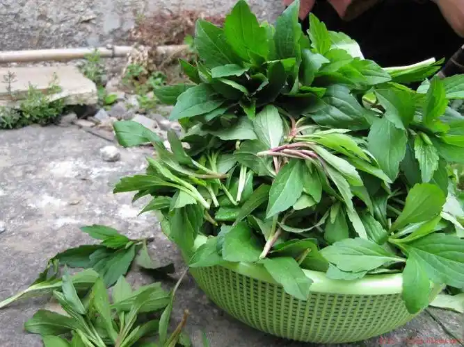 药用价值 全草药用,有清热解毒,消食积,利小便,散瘀止血之效,在福建