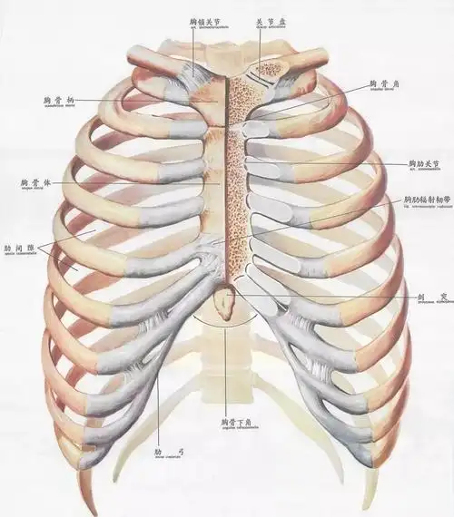 8.3.6肋骨骨折12根以上并后遗6处畸形愈合;9级伤残:5.9.3.