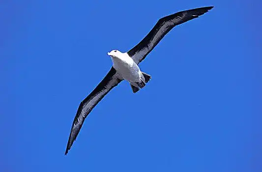 信天翁属图片_信天翁属图片大全_信天翁属图片素材