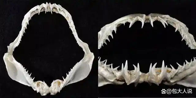 现存最小的鲭鲨——糙齿鲨