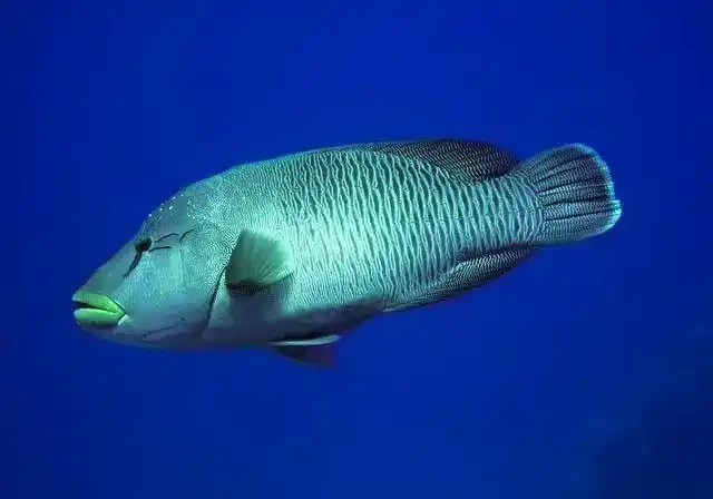 鱼也会口渴,它还是个重口味,有1种钓鱼小药就源于此