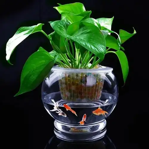 鱼花共养鱼缸品牌精品汇聚_价格大全 pc版 -最宠网