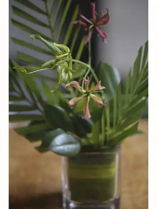 每日拾花丨嘉兰与善变的散尾叶