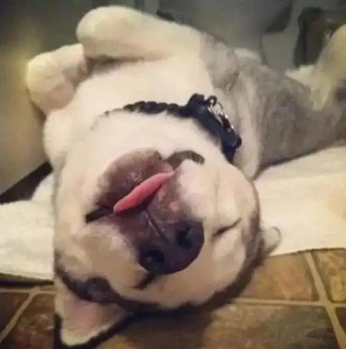 这个姿势跟我们人平躺着睡觉非常相似,但因为狗狗的四肢没办法像我们