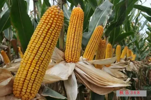 秋乐种业全国独家玉米新品种2017年最新三国审秋乐368春播试验田掠影
