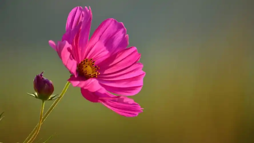 格桑花图片壁纸811