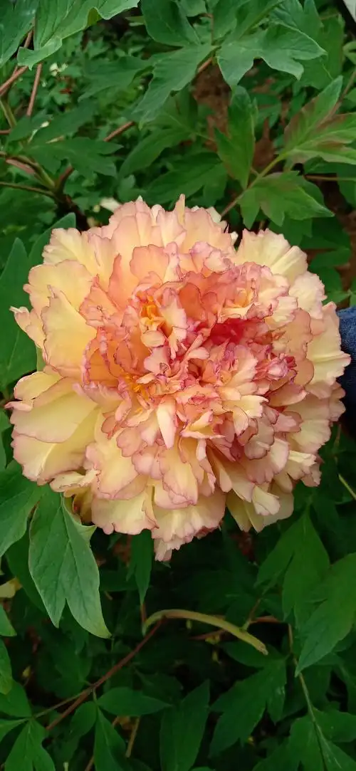 唯有牡丹真国色,花开时节动京城.