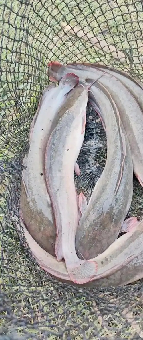 埃及塘鲺2个月平均15斤服不服