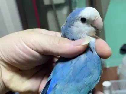 蓝银顶牡丹鹦鹉_高纯蓝银顶牡丹鹦鹉_蓝银顶牡丹鹦鹉合法吗 - 抖音