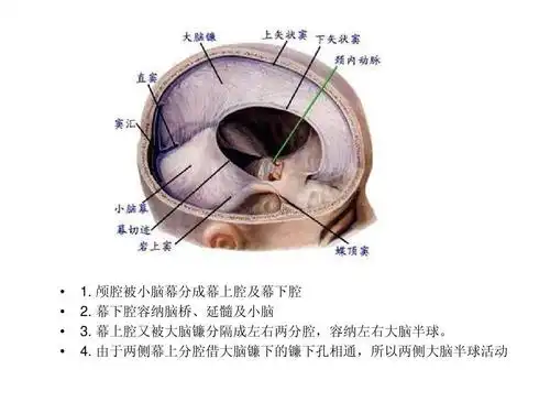 颅腔三分隔&脑脊液循环示意图