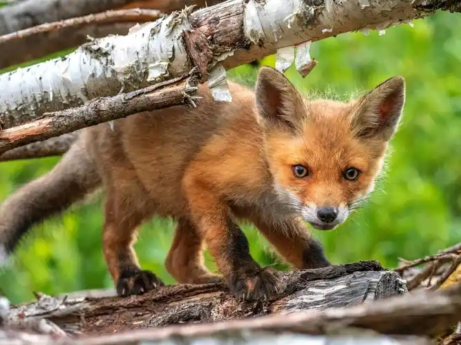 可爱的狐狸幼崽,树干 iphone 壁纸