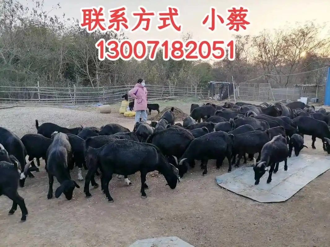 武汉新洲,农村养殖黑山羊,现卖现宰,60至70斤左右都有, - 抖音