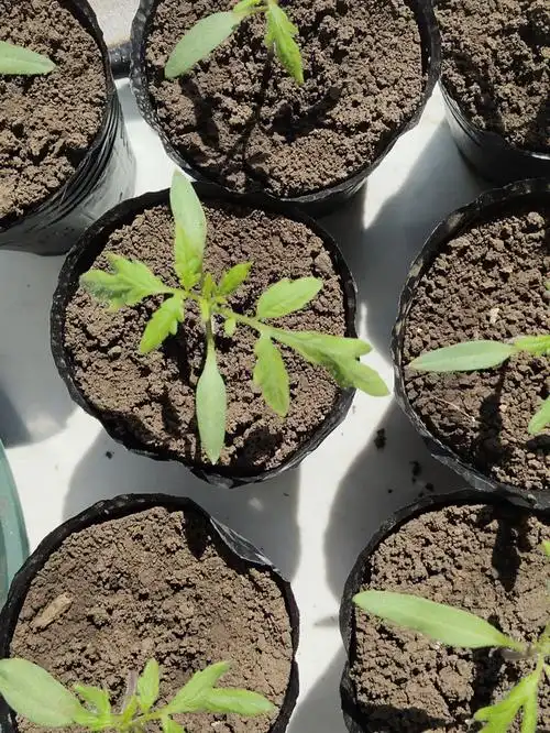 番茄苗又长大了哦