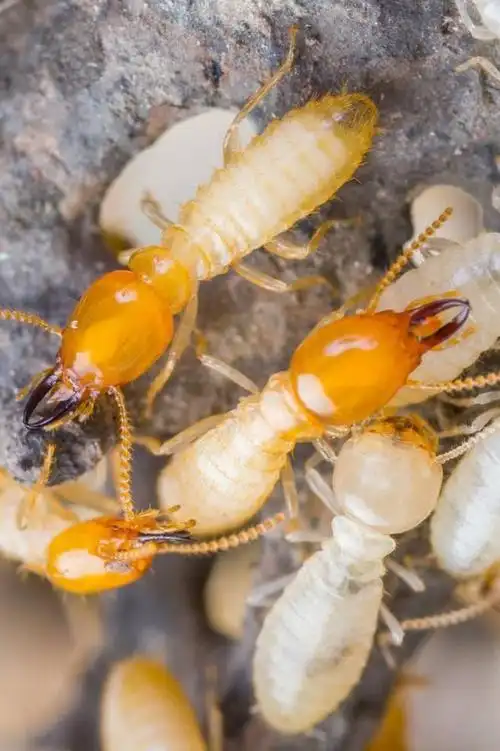 等翅目·白蚁科:白蚁