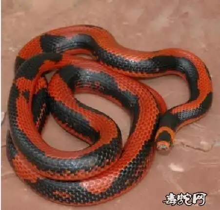 pattern 纹路减少基因,顾名思义,此基因就是将洪都拉斯奶蛇身上的花纹