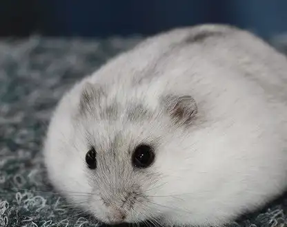 新手养什么仓鼠合适,我们又如何给仓鼠保暖_老鼠_三线_笼子