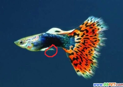 孔雀鱼两个月大能分辨公母吗,顺便问一下分辨的方法,下面是我家鱼仔的