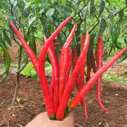 新鲜红线荆条尖椒现摘现发应季蔬菜产地地直辣椒
