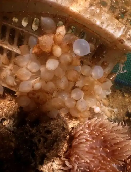 乌贼卵的话,截止今日,应该有一半左右已经孵化出来,剩下的也基本接近.