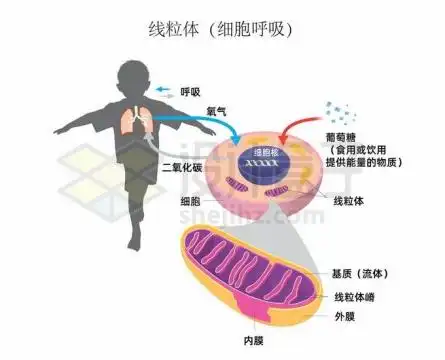 线粒体内部结构细胞呼吸示意图6882480矢量图片免抠素材