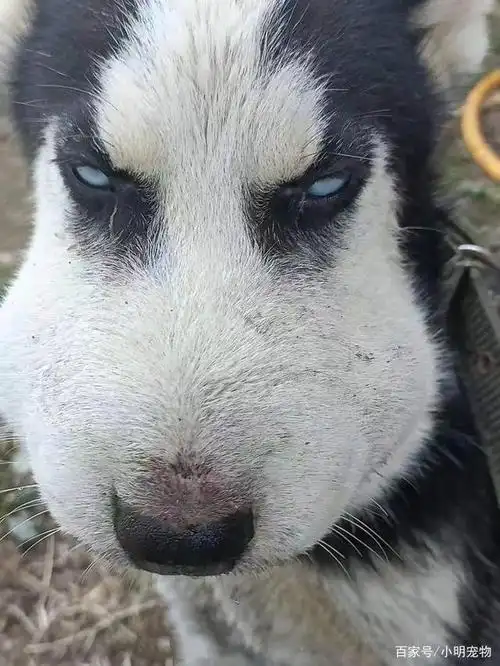 哈士奇回家时脸肿成"史努比",主人语塞了:这回该老实了吧?