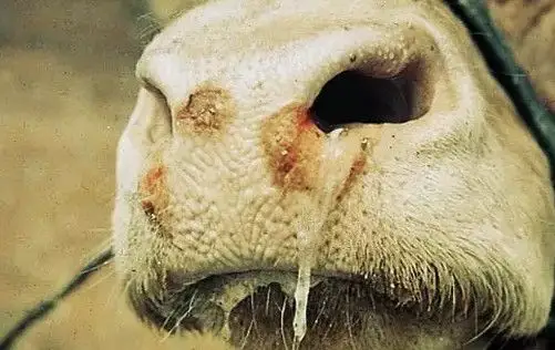 肉牛口蹄疫症状预防和治疗