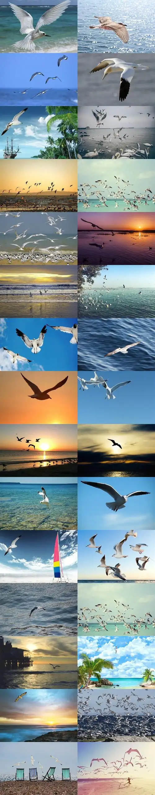 飞翔的海鸥摄影图片