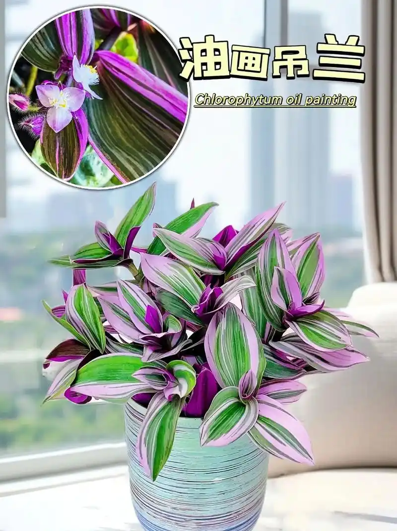 婚礼吊兰园艺届的奢侈品