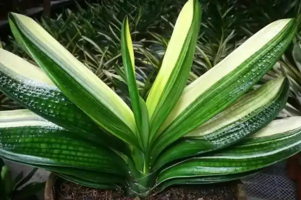 君子兰什么品种最名贵