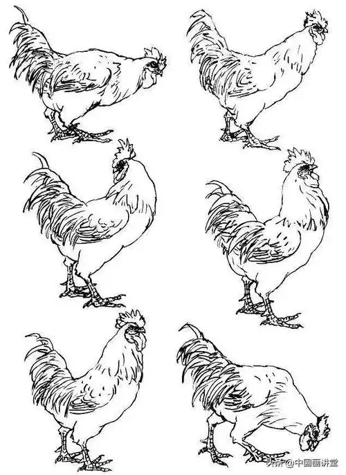 公鸡的画法