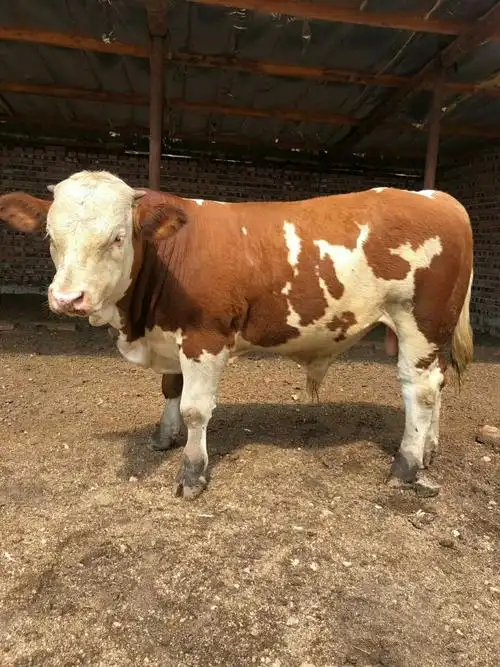 西门塔尔牛适合南方养吗 浙江省在哪买三个月西门塔尔牛