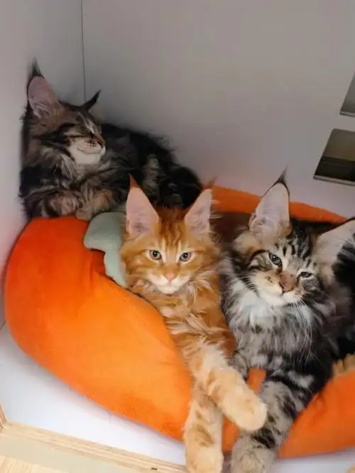 红虎斑缅因弟弟