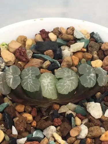 第12个白亚实生玉扇4.7公分,来自如意,0起,50一加【图二】