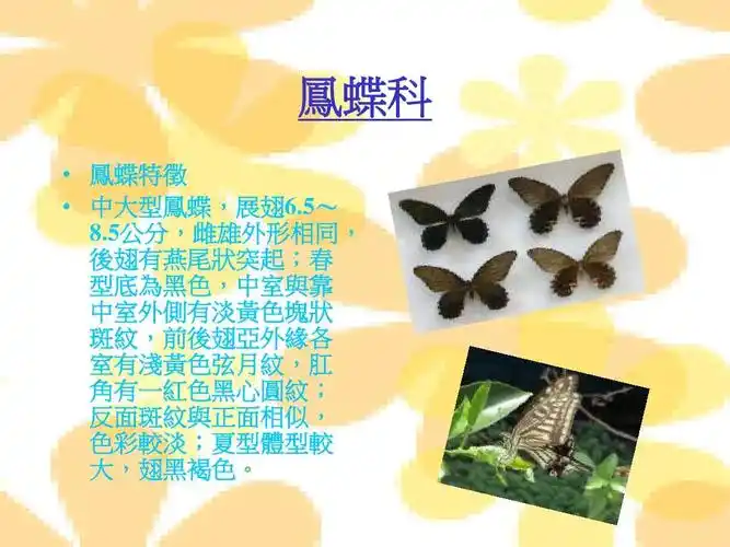 蝴蝶种类的介绍ppt