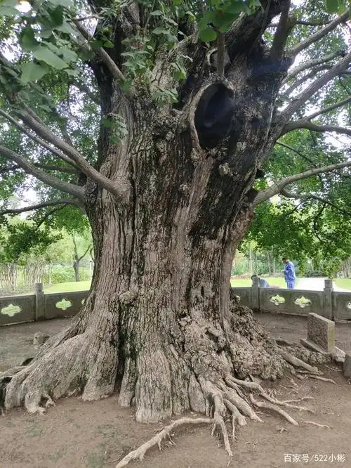 1200岁千年古树