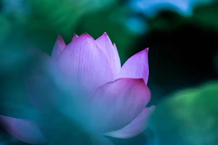 唯美了整个夏天