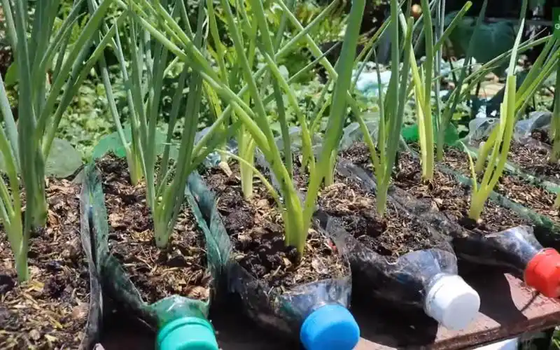 阳台种菜,用塑料瓶种小香葱,10瓶够一家人吃1年,邻居看了都跟着学