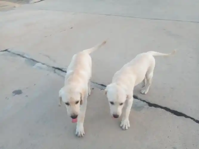 三个月的拉布拉多小可乐