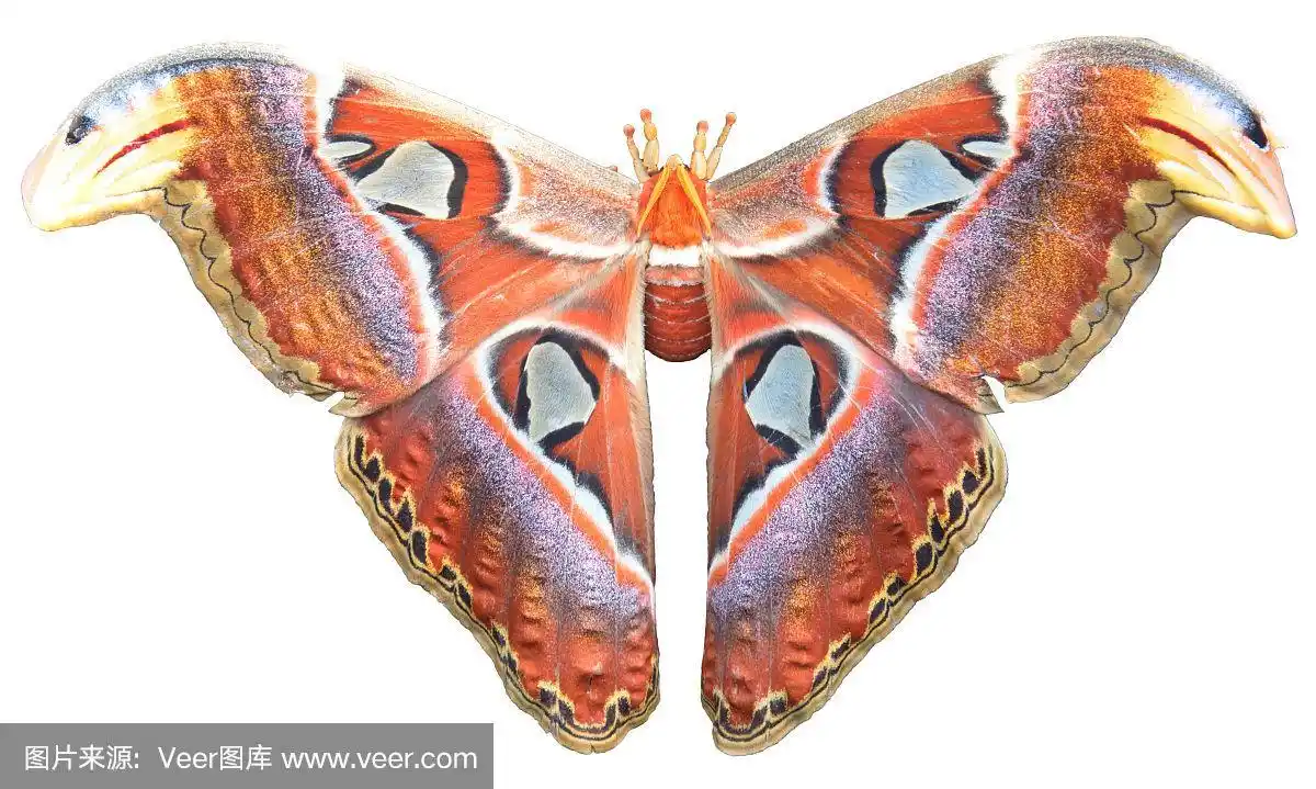 巨大的,昆虫,自然,亚洲,乌桕大蚕蛾