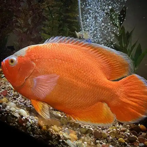 地图鱼都有几种颜色有哪些品种 稀有地图鱼品种有哪些