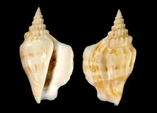 展凤螺