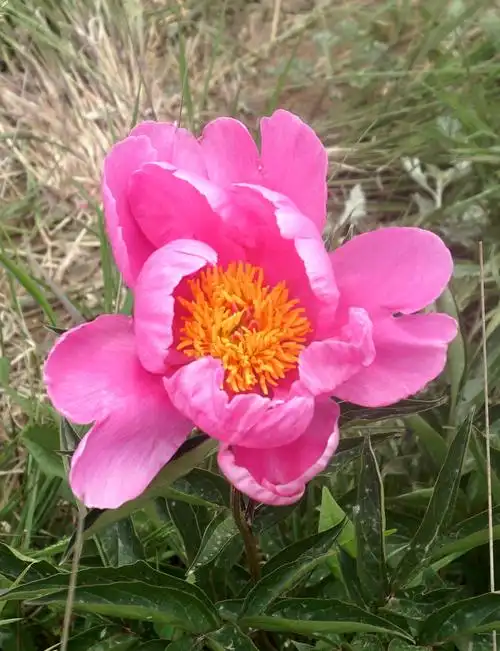 太行山上露营赏芍药(野生)——徒步波浪谷