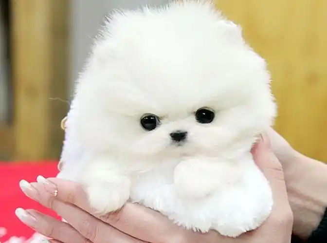 直销纯种哈多利博美犬 纯种球体白色博美幼犬供您选