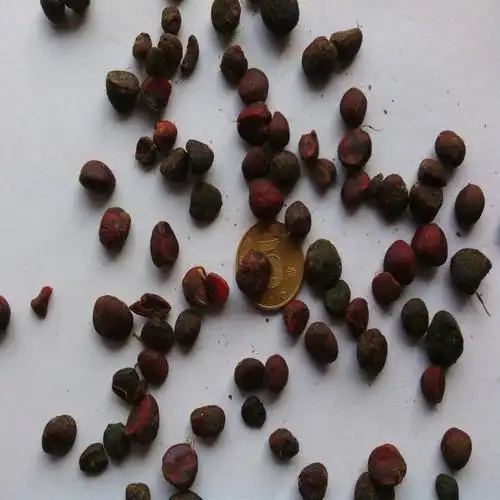 广玉兰种子(广玉兰种子多长时间发芽)