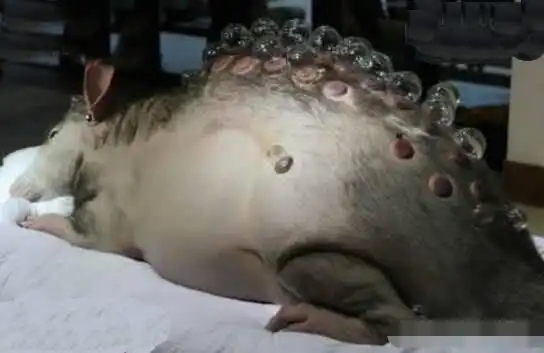 "鬼城"切尔诺贝利,发生核泄漏后,汽车一样大的老鼠真的存在吗